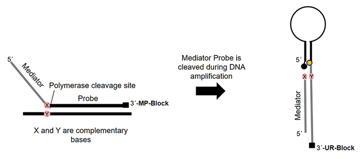 MP PCR Abb5