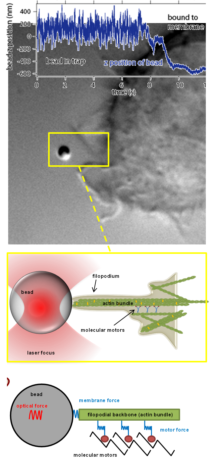 Macrophages.png