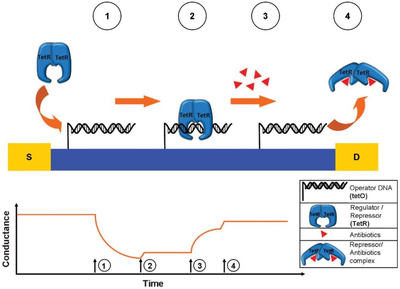 Nanobio_4