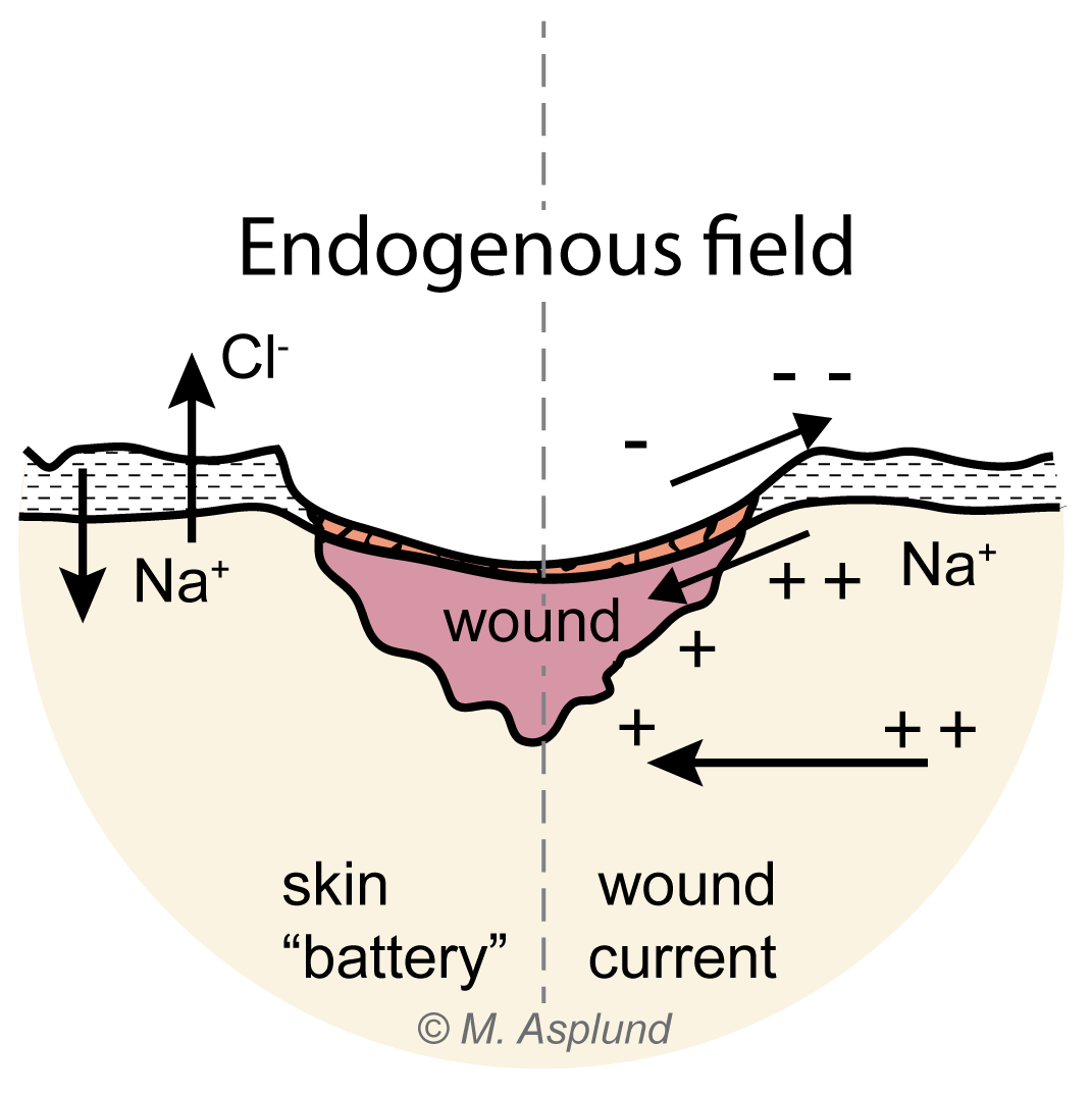 Fields at skin wounds